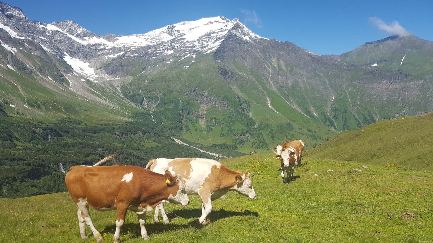 Kuer i Bad Gastein, Alpene, Østerrike