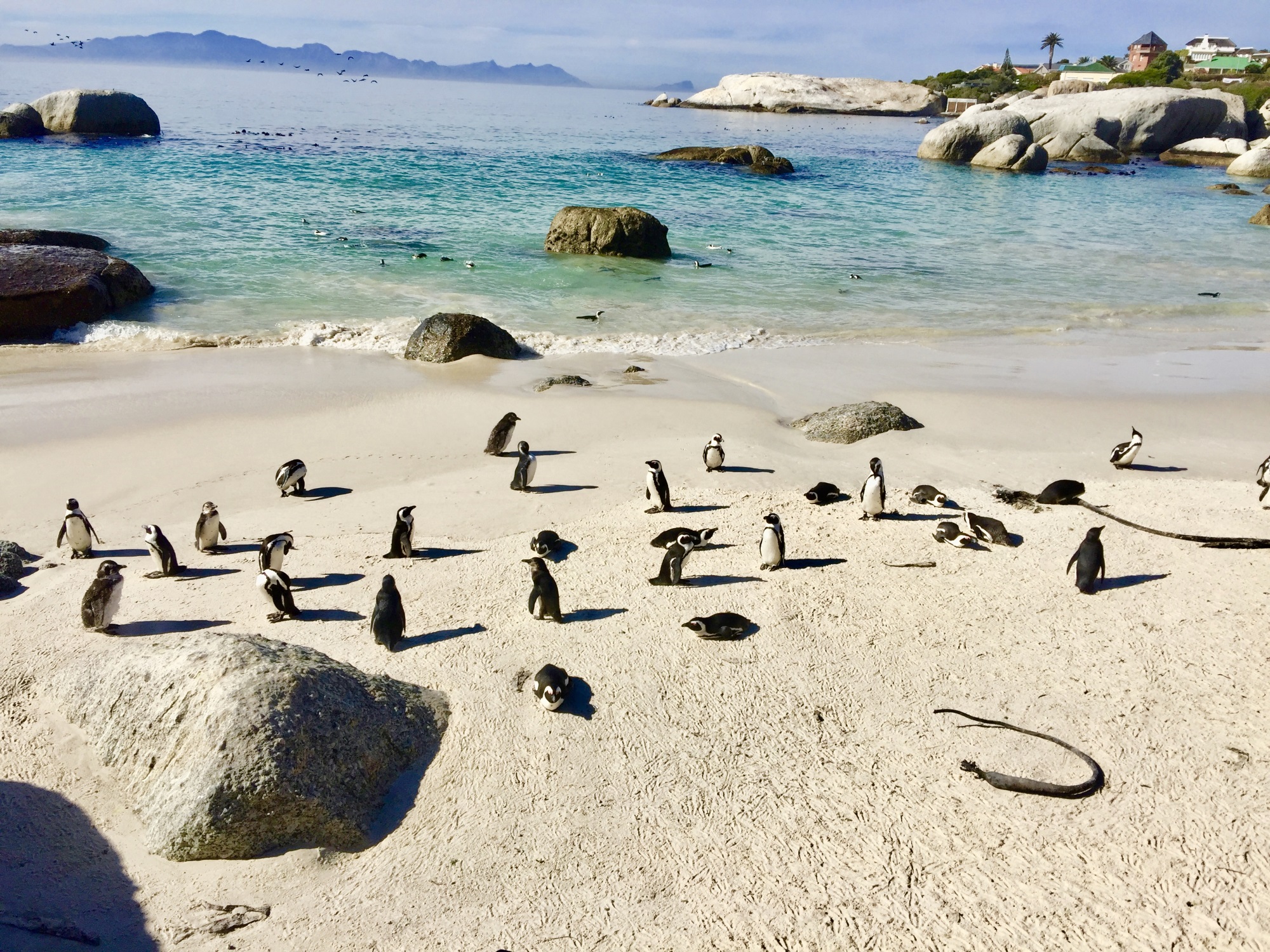 Pingviner på Boulders Beach, Sør-Afrika