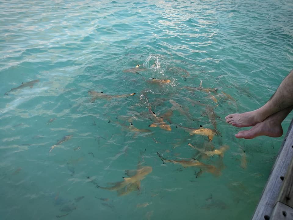 Reef shark på Maldivene