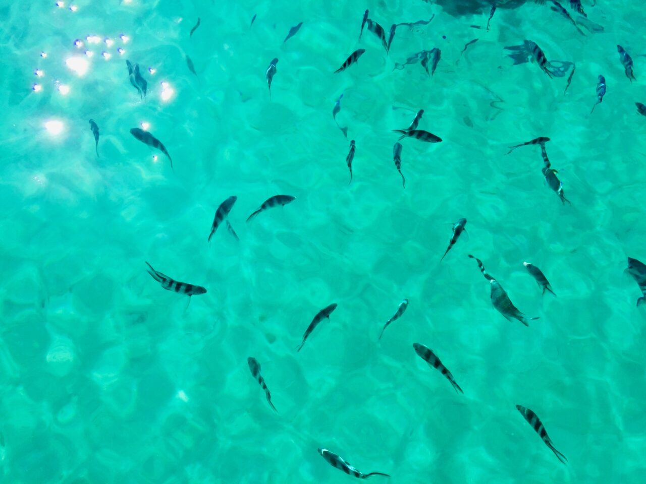 Fisker i blått hav, Mosambik