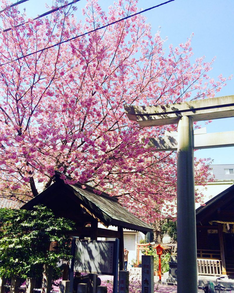 Stort og rosa kirsebærtre i Asakusa