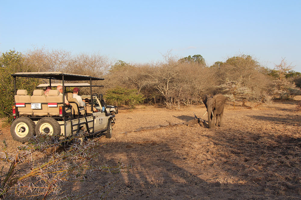 Safaribil som møter på en liten elefant
