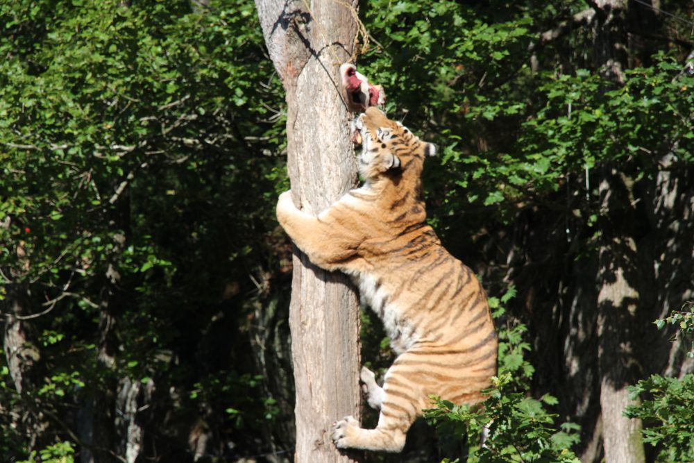 Tiger i Dyreparken i Kristiansand
