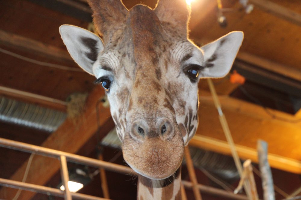 Nærbilde av en giraff i Dyreparken
