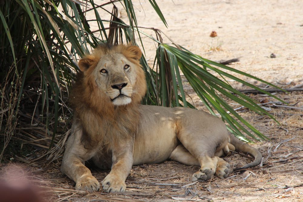 Løve på safari i Zanzibar