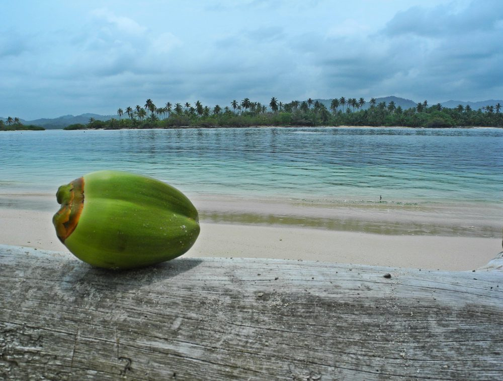 Kokosnøtt på stranden i Panama