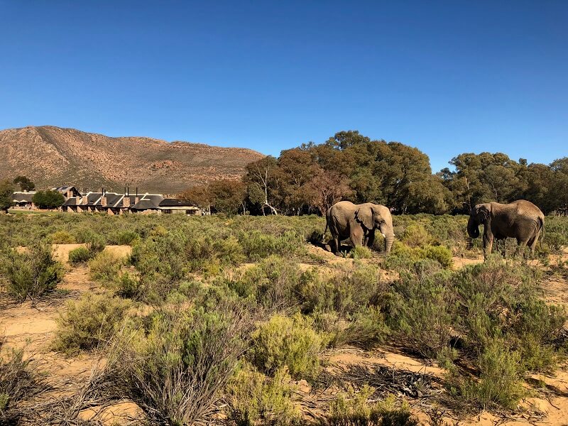 Elefant på safari i Sør-Afrika