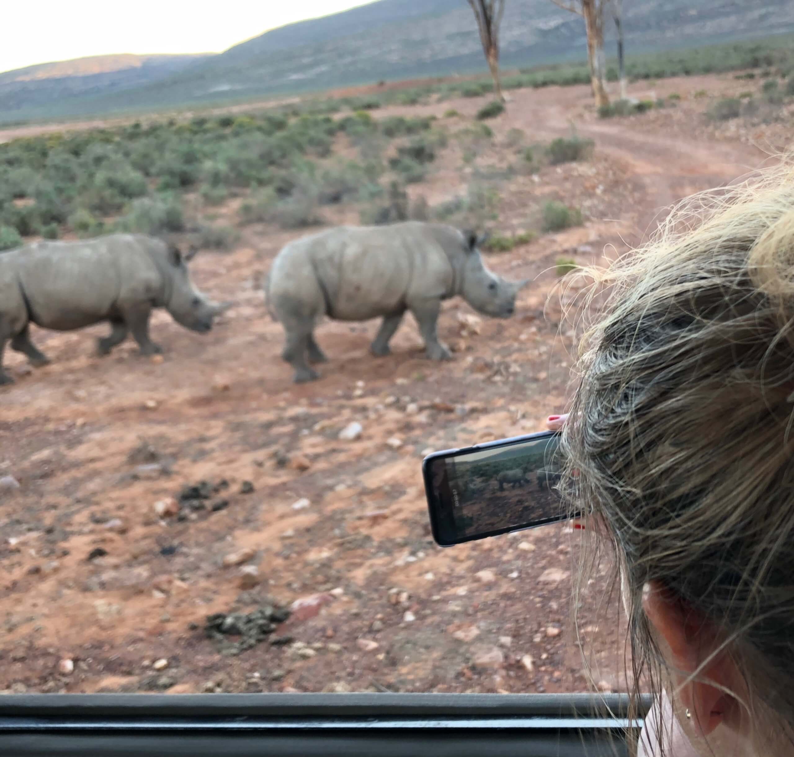 Neshorn på safari i Sør-Afrika