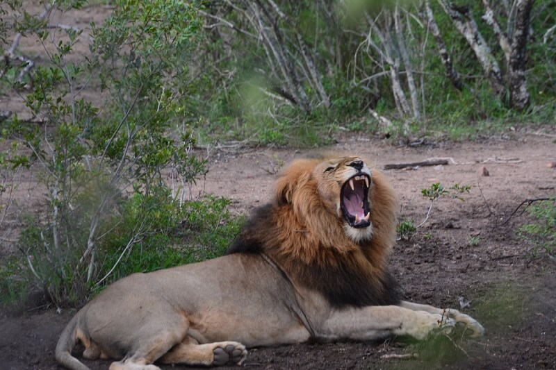 Trøtt løve på safari i Sør-Afrika