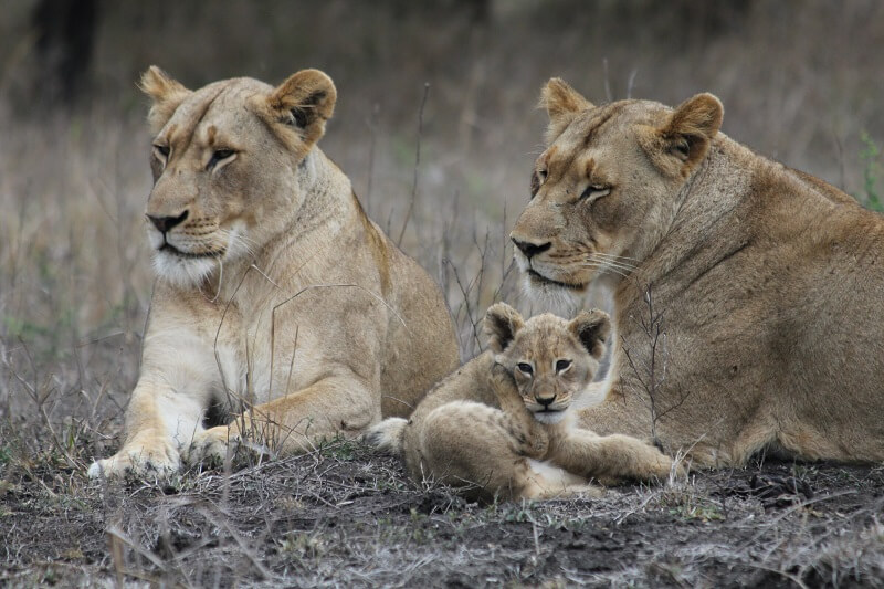 Løvefamilie på safari i Sør-Afrika