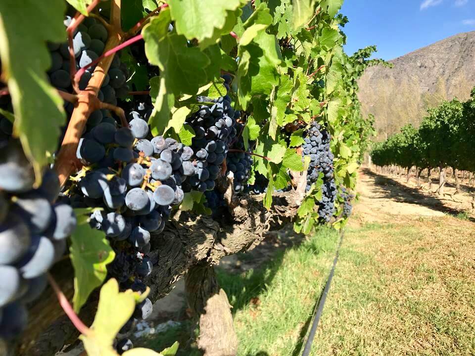 Vinranker i Franschhoek i Sør-Afrika