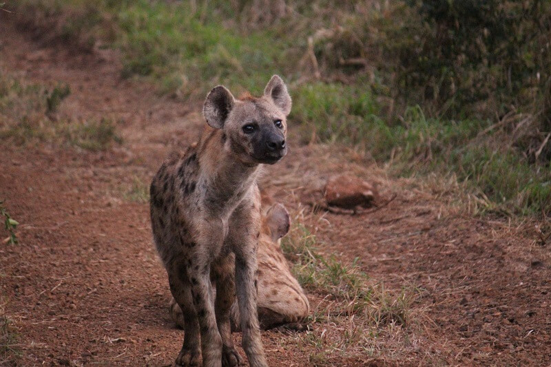 Hyene på safari i Sør-Afrika