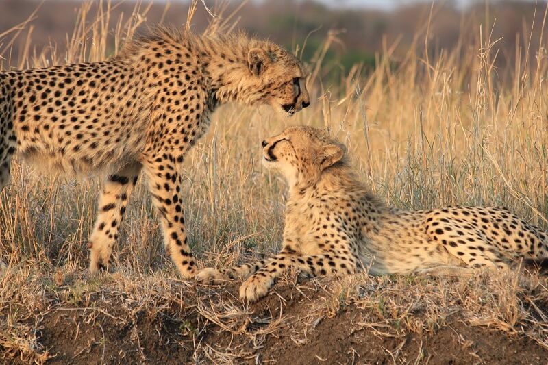 To leoparder står vendt mot hverandre. Foto