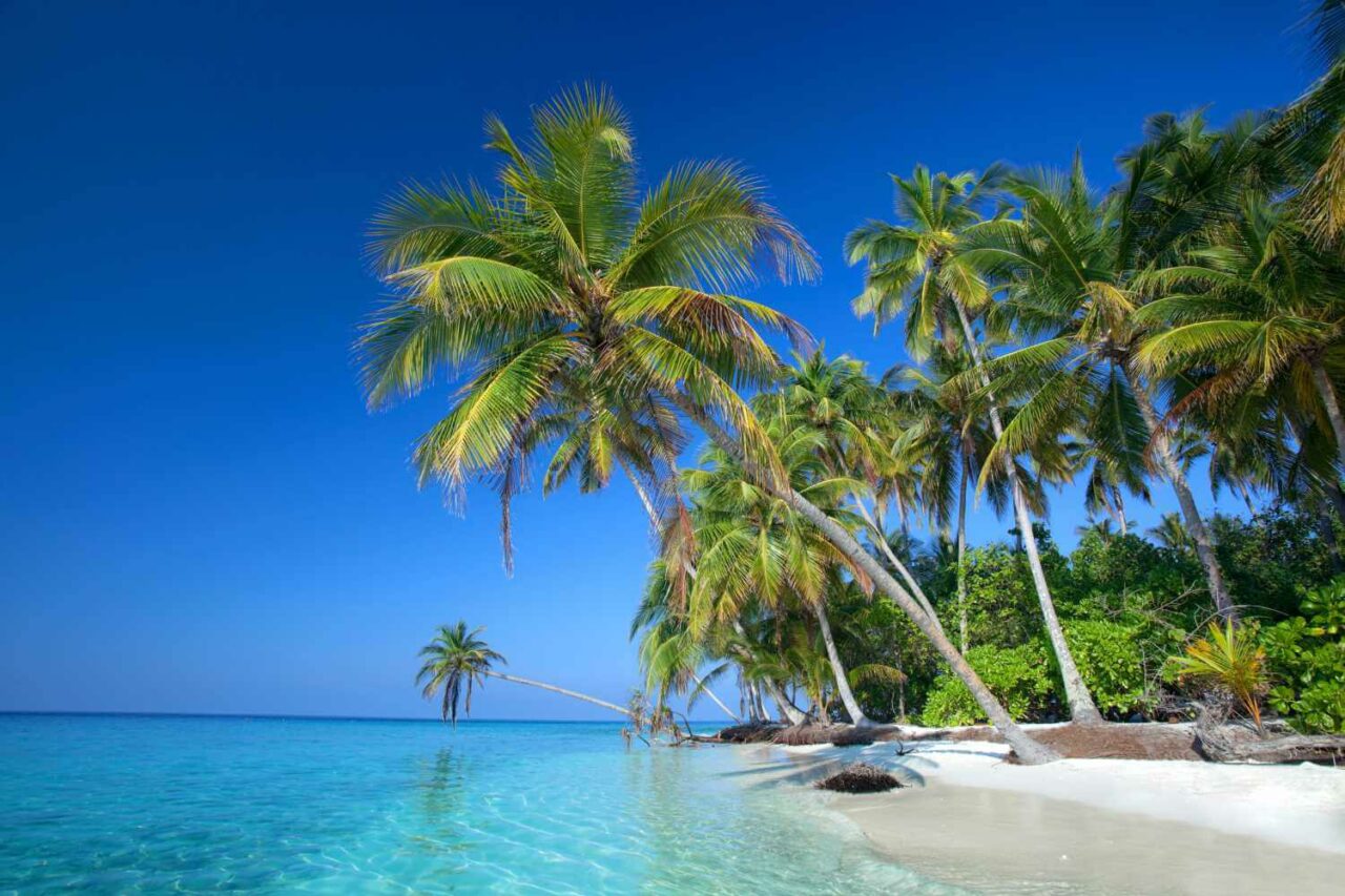 Hvit sandstrand med palmer som lener seg over mot havet. Foto