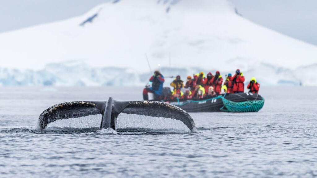 Mennesker om bord en liten båt får øye på en hval i Antarktis