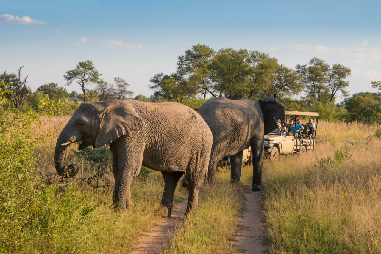 Elefant, Kruger National Park, Safari, Sør-Afrika