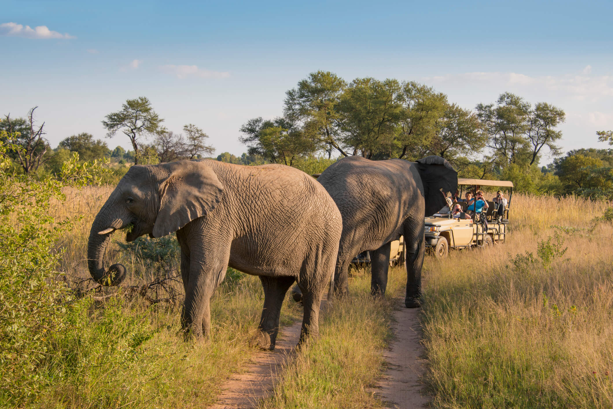 Elefanter som går mellom åpne safaribiler