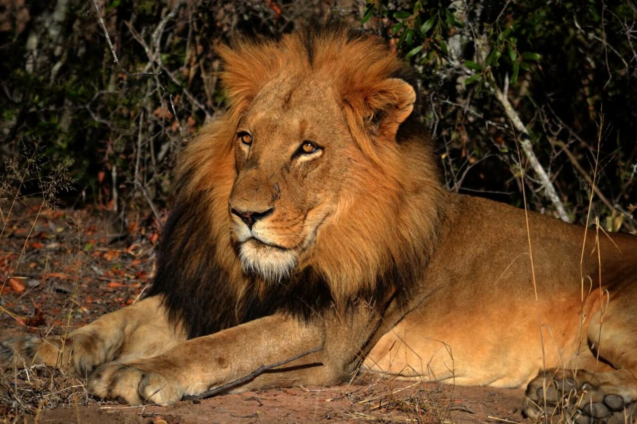 Løve i Kapama Private Game Reserve, Sør-Afrika