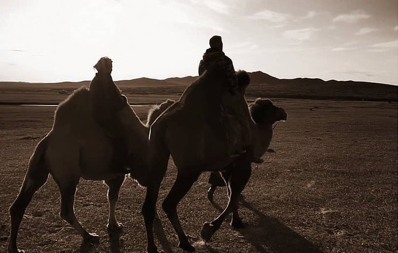 Kameler i svarthvitt, Mongolia