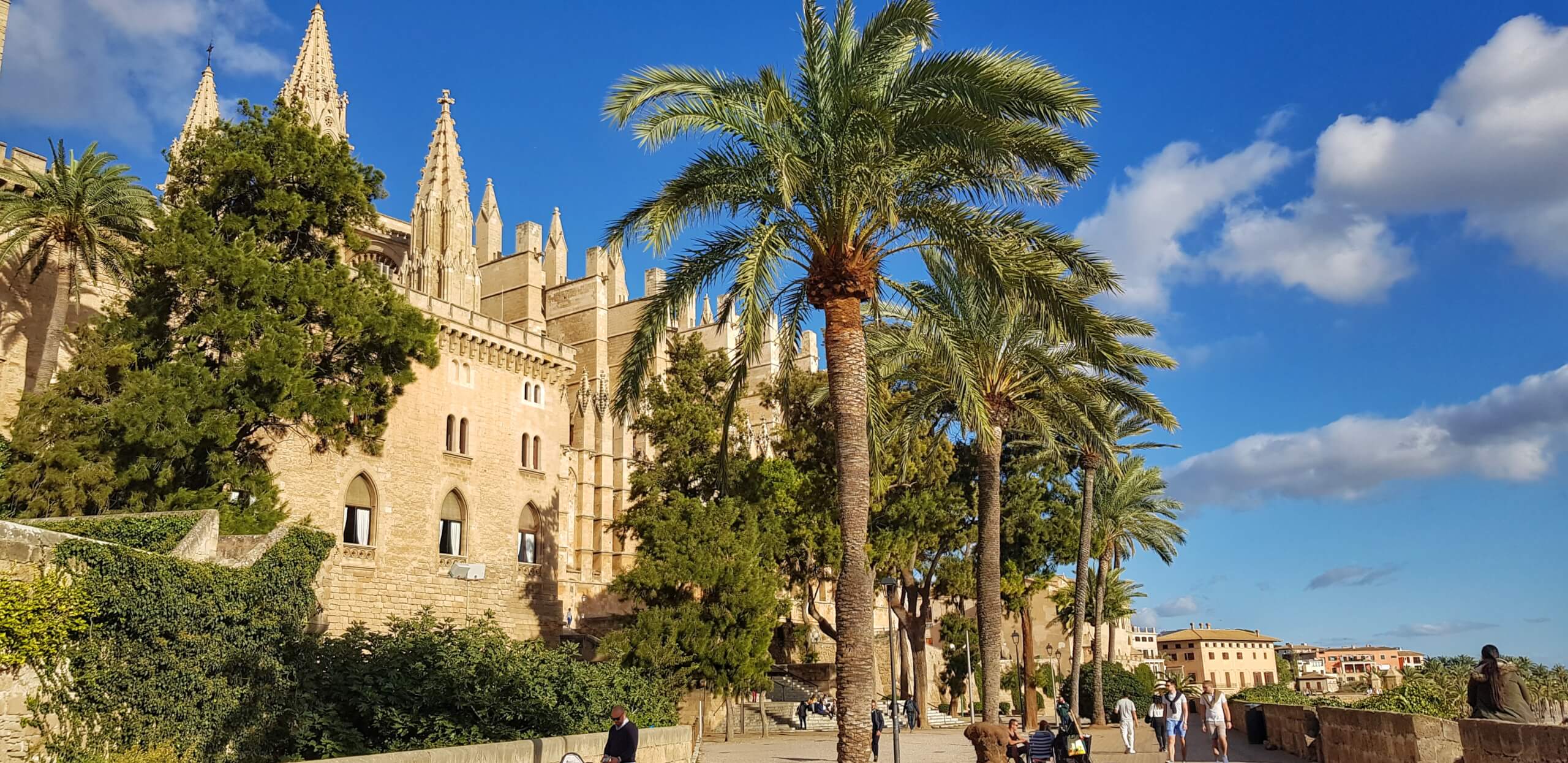 Katedralen bak palmetrær, Palma de Mallorca