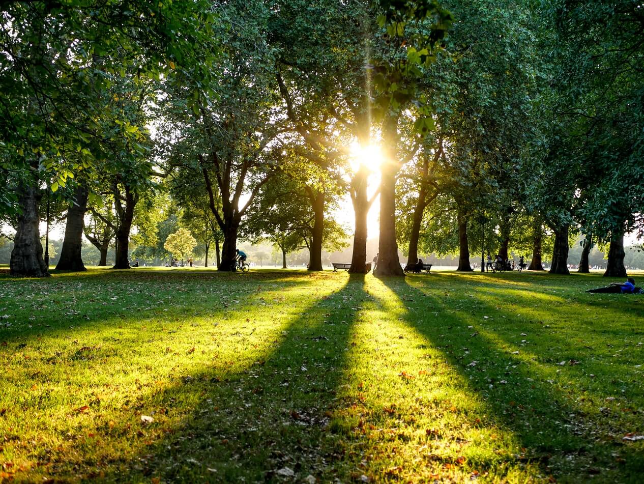 Utsikt til solen gjennom trær i Hyde Park