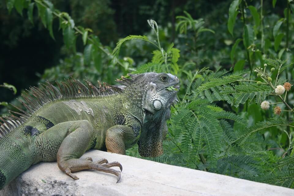 Iguana på øya Vieques, Puerto Rico