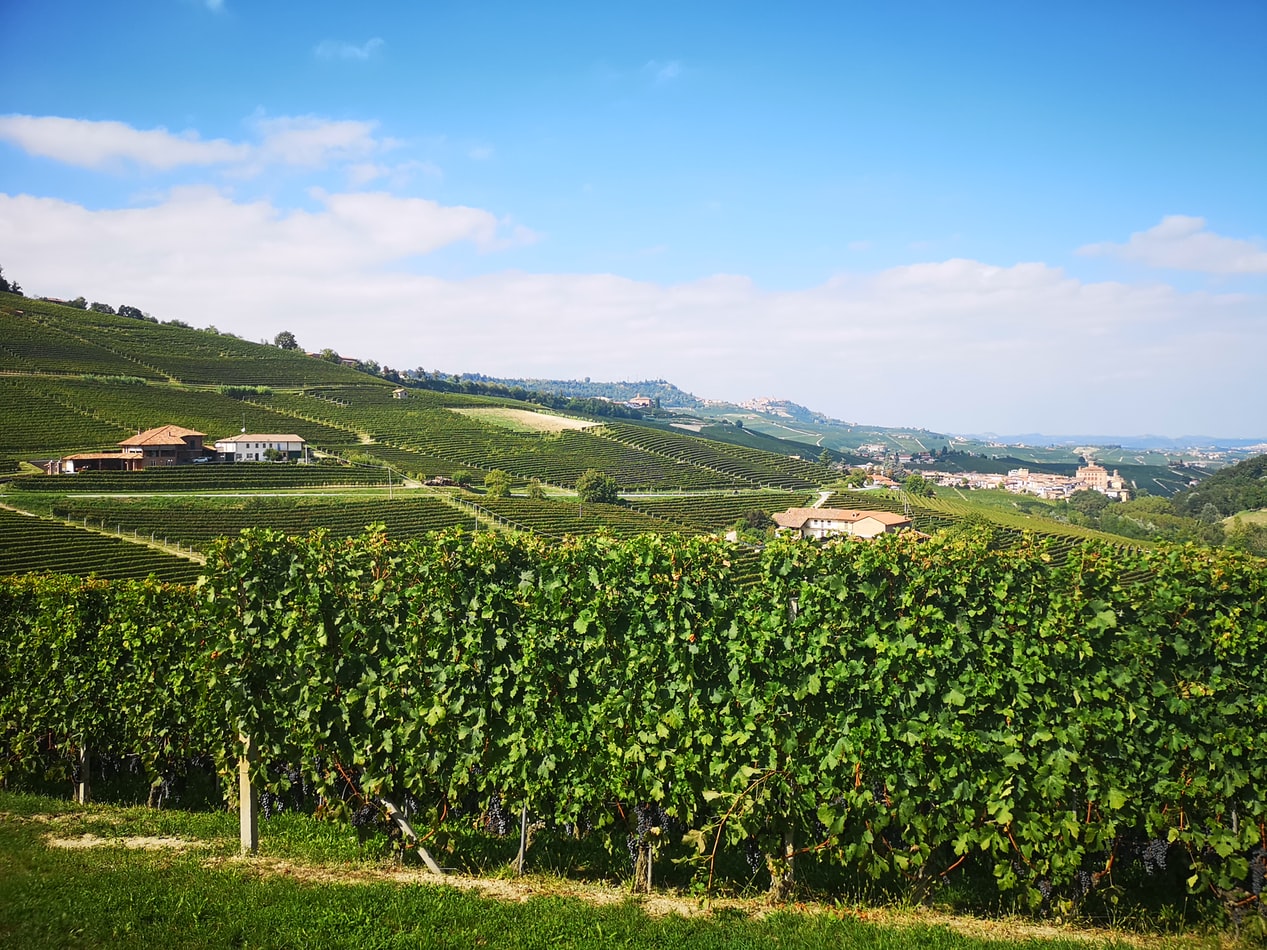Vakker utsikt over vinranker i Piemonte