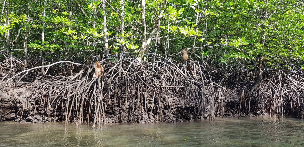 Aper i mangroveskogen
