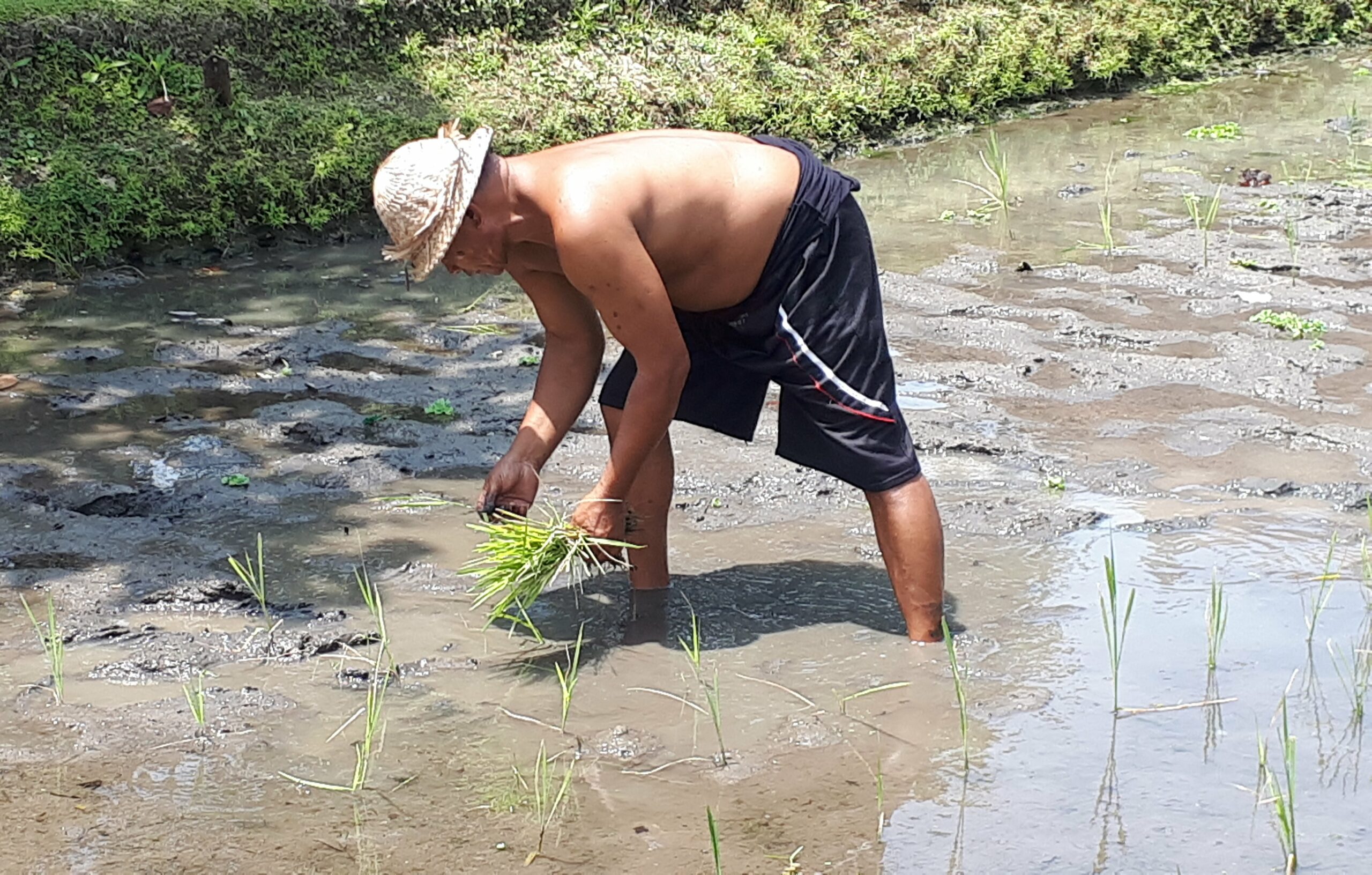 Plante ris i åkeren