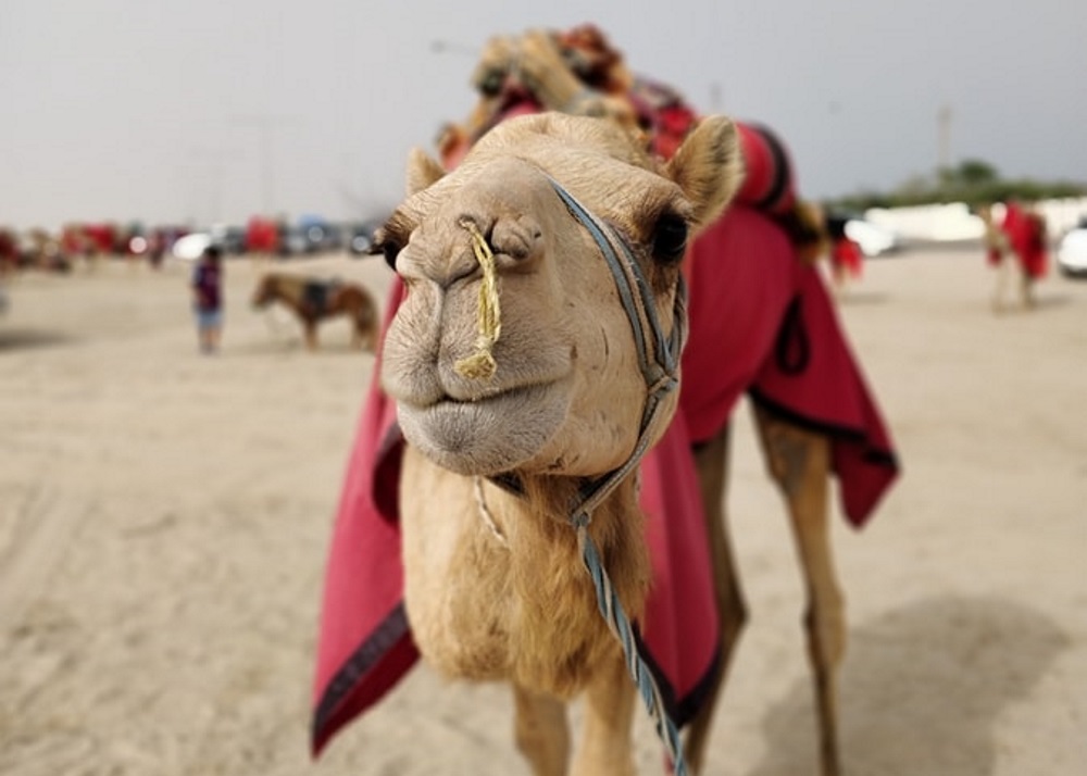 Kamel i ørkenen