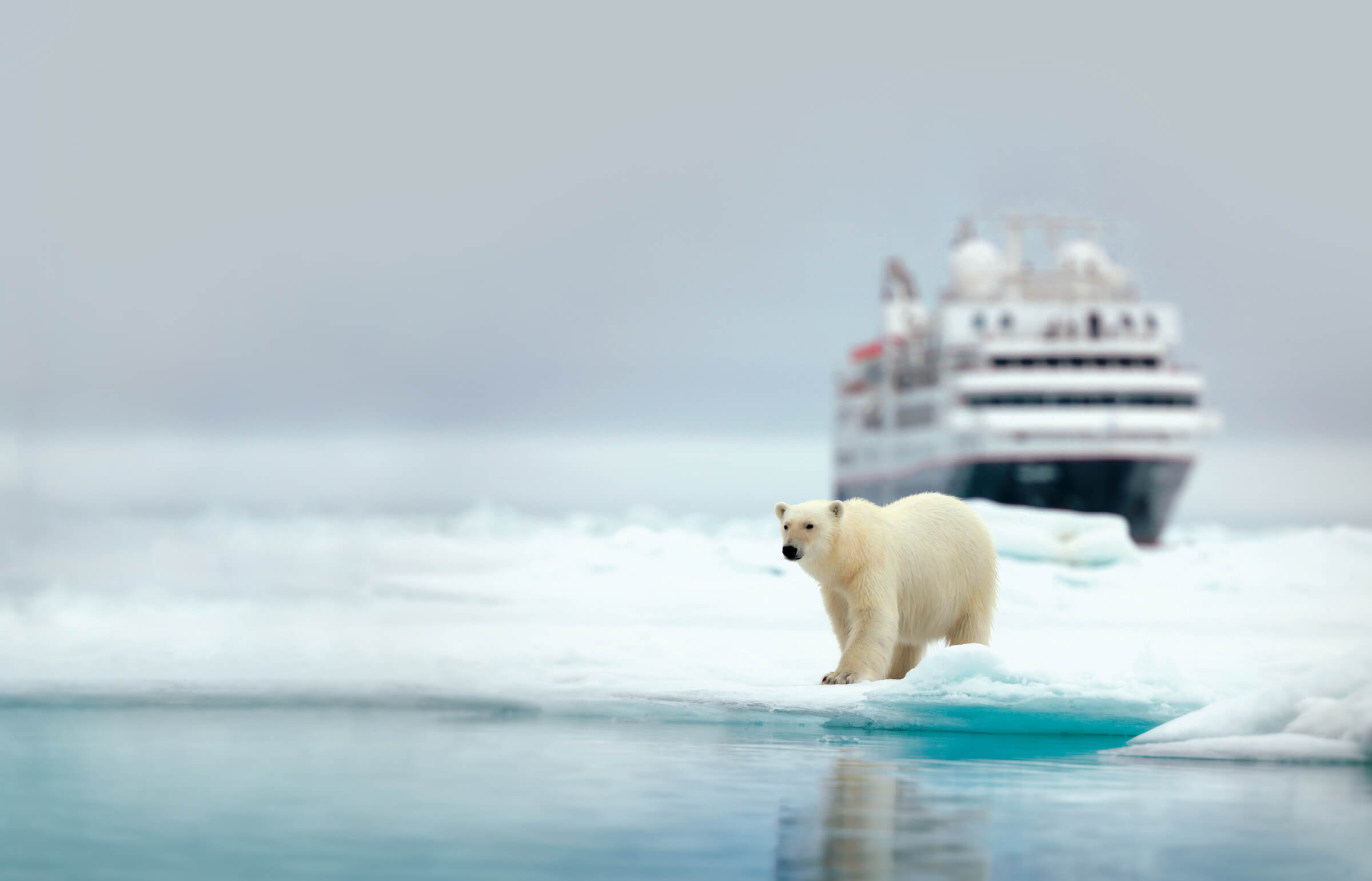 Silversea Expeditions på Svalbard-cruise, med isbjørn stående på et isflak i forgrunnen. Foto.