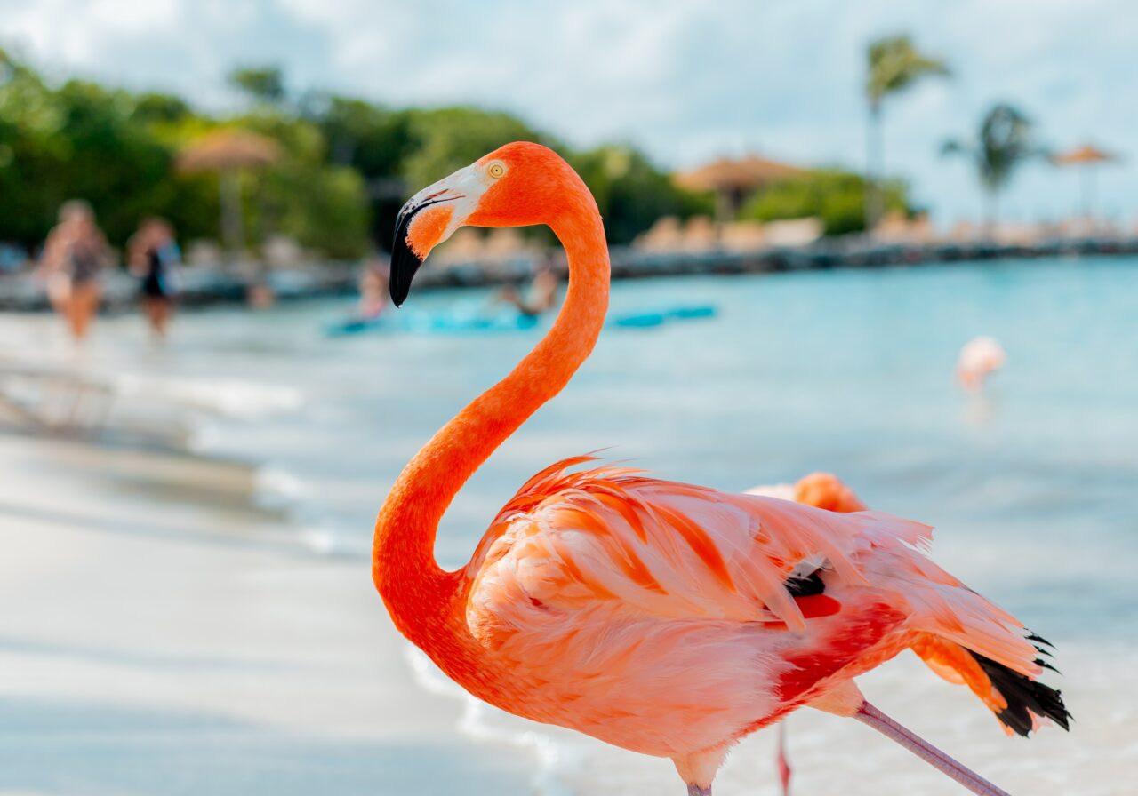 Flamingo på stranden på Aruba, Karibia.