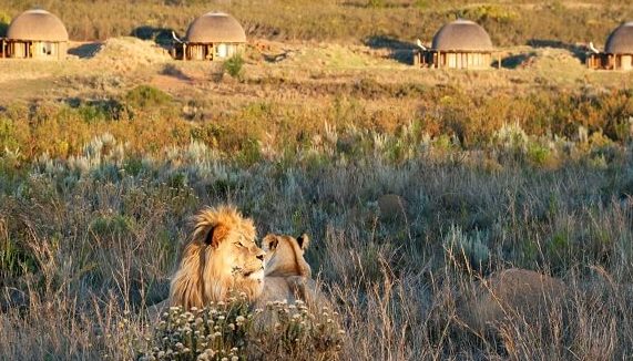 Løver foran hytter i Gondwana, safari i Sør-Afrika