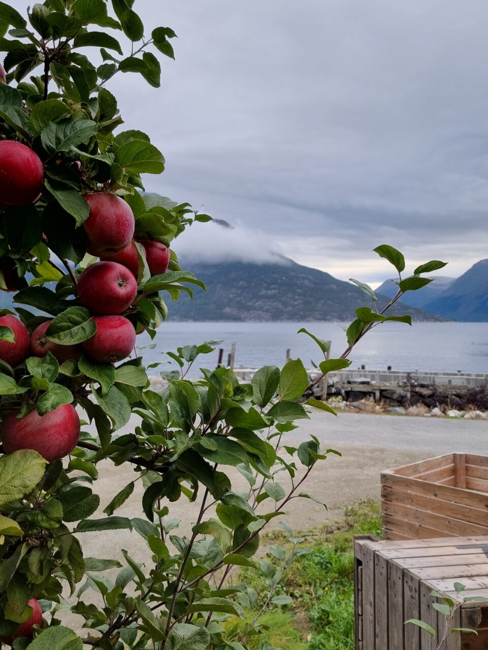 Røde epler som henger på et epletre ved Hardangerfjorden