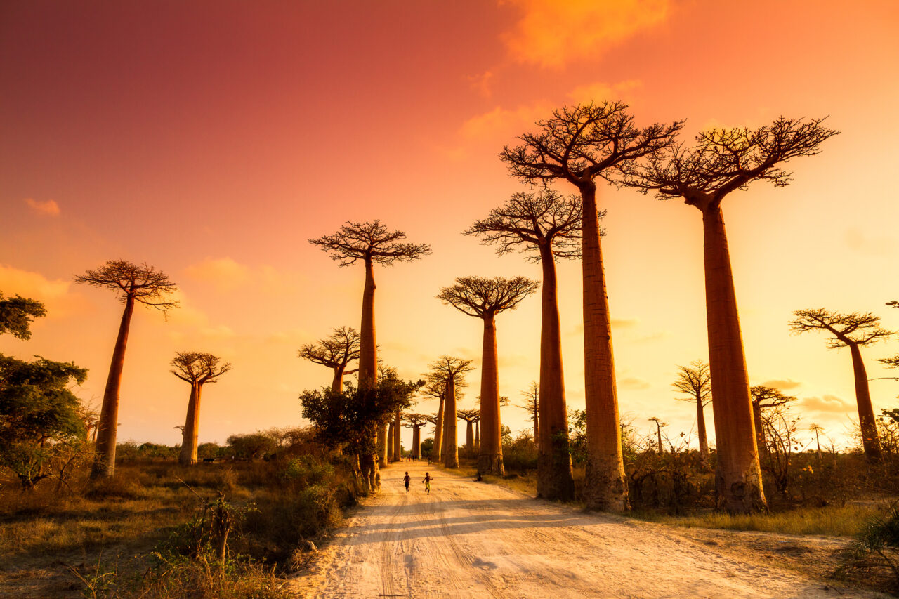 En allé av Baobabtrær på Madgaskar i Afrika. Foto