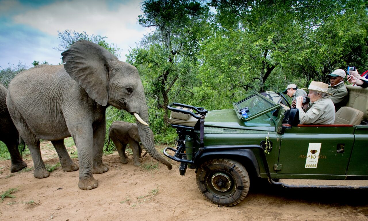 En nysgjerrig elefant som kommer tett på en åpen safaribil
