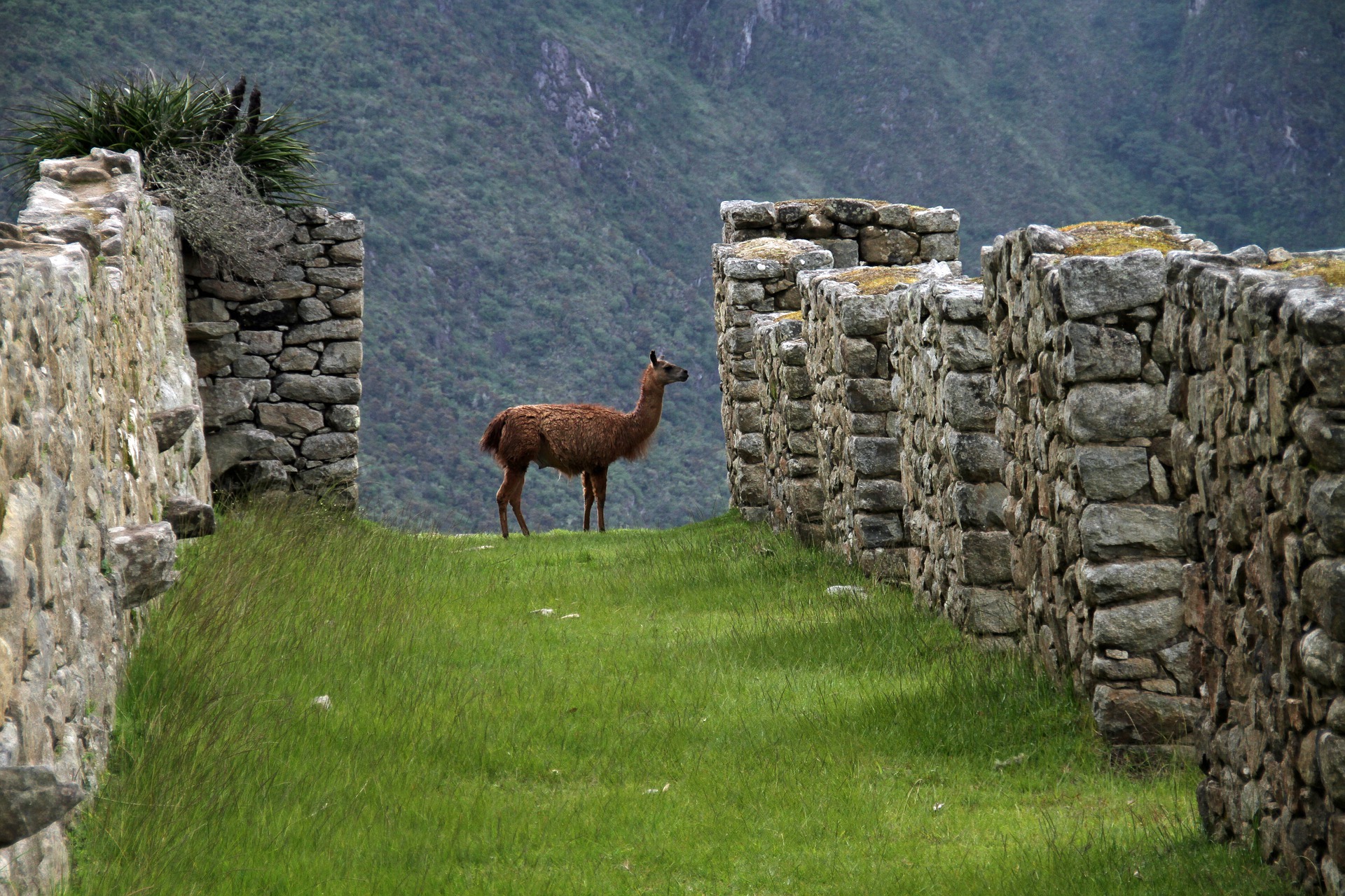 En lama som rusler rundt i ruinene på Machu Picchu