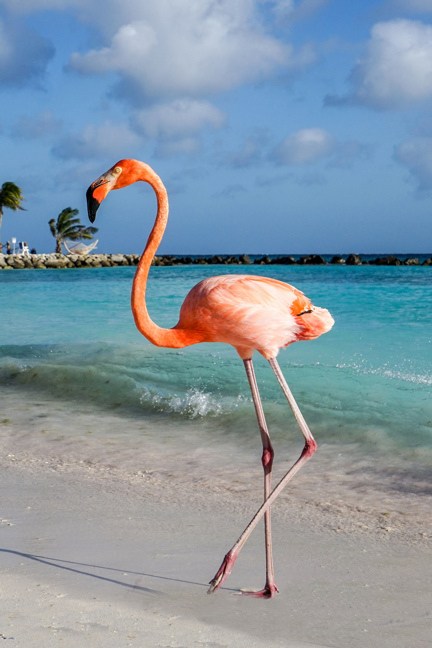 En rosa flamingo som står på stranden. Foto