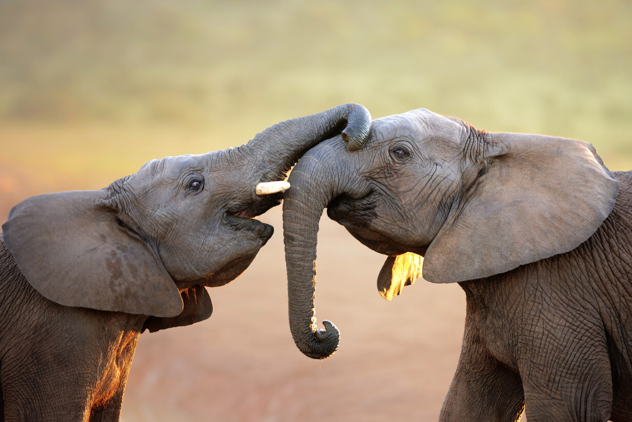 To små elefanter står med snablene inntil hverandre. Foto
