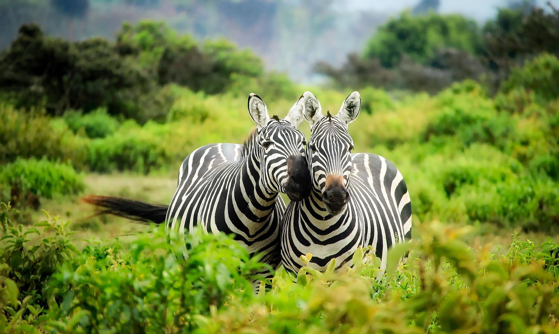 To zebra står inntil hverandre og ser inn i kamera, med frodig grønn natur rundt seg. Foto