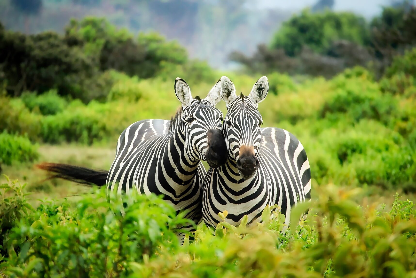 To zebra står inntil hverandre og ser inn i kamera, med frodig grønn natur rundt seg. Foto