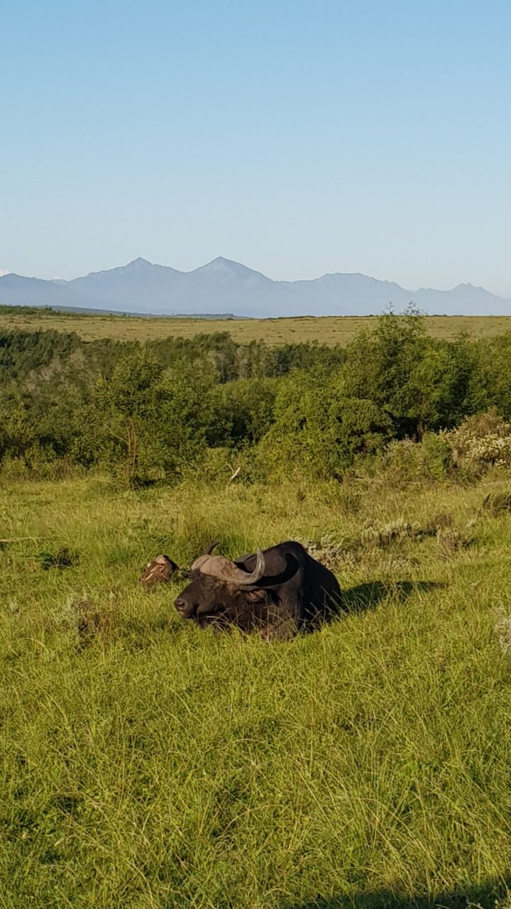 Bøffel ligger og koser seg i gresset. Foto