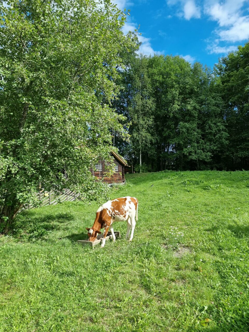 En ku som gresser i en grønn eng. Foto