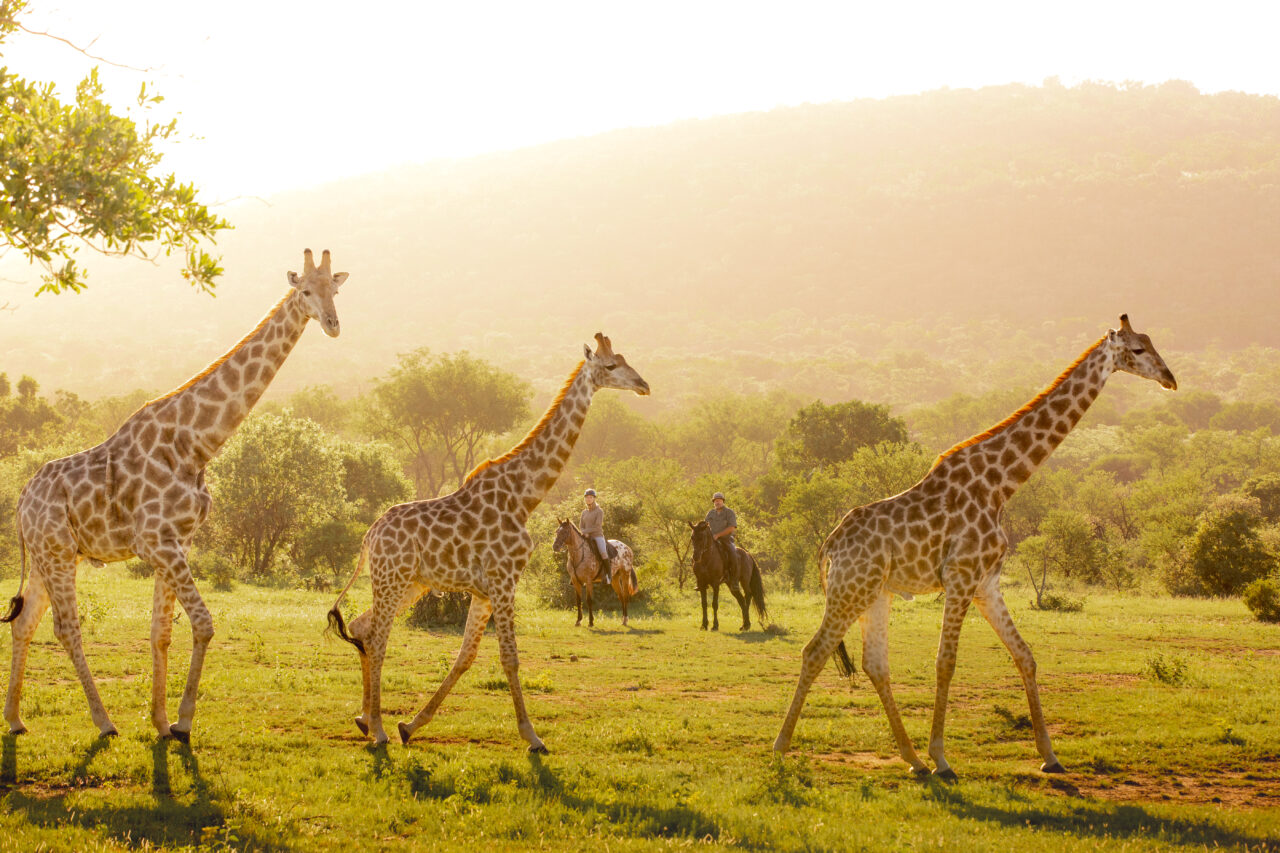 Tre giraffer i soloppgang med 2 hesteryttere i bakgrunnen