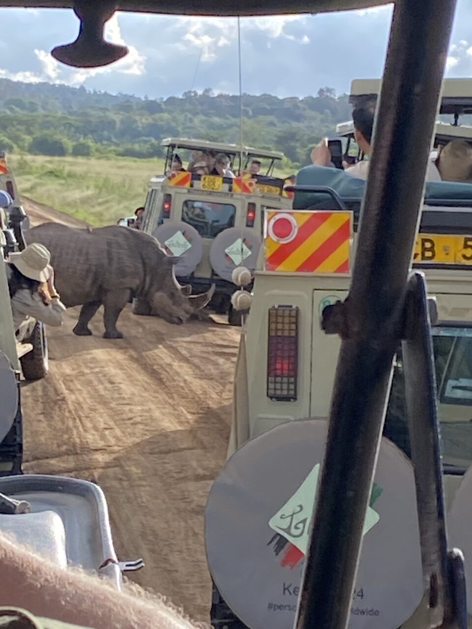 Neshorn går blant safaribiler. foto