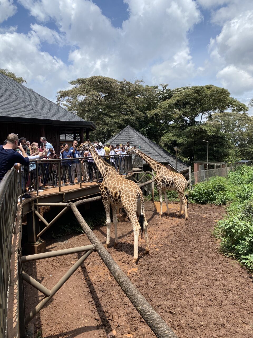 To giraffer hilser på mennesker. Foto