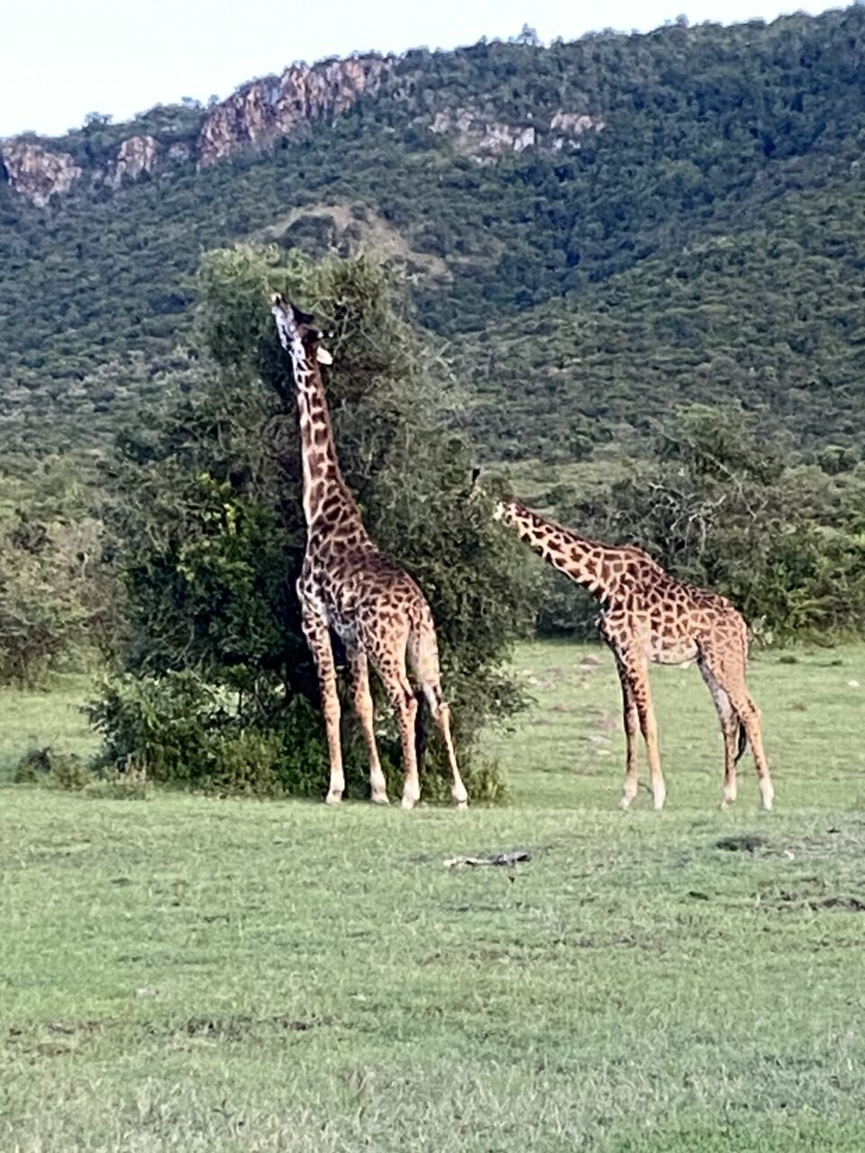 To giraffer spiser fra toppen av et tre. Foto